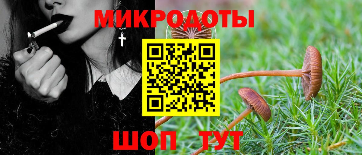 Псилоцибиновые грибы Psilocybe Киселёвск